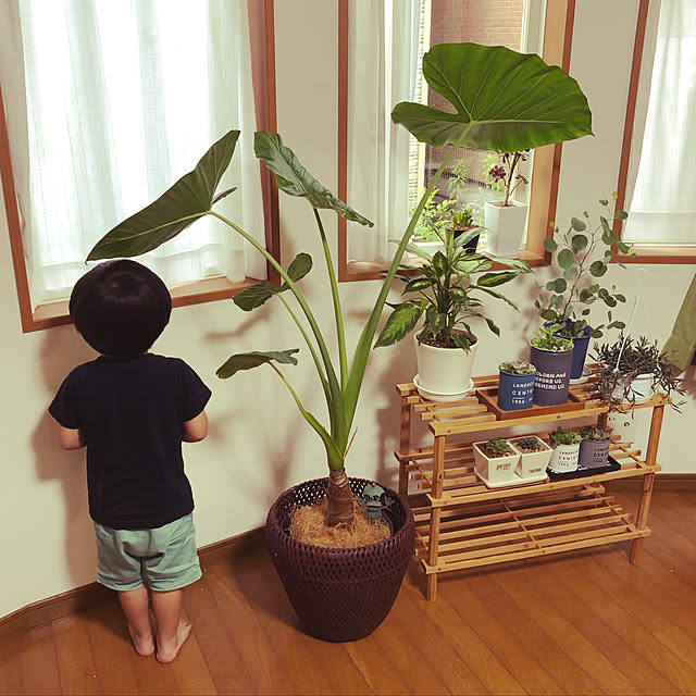 harugiさんの実例写真