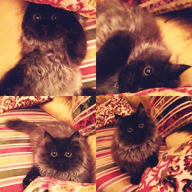 ksasaraさんの実例写真