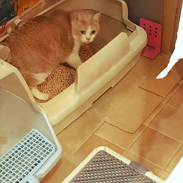 kou-kitiさんの実例写真