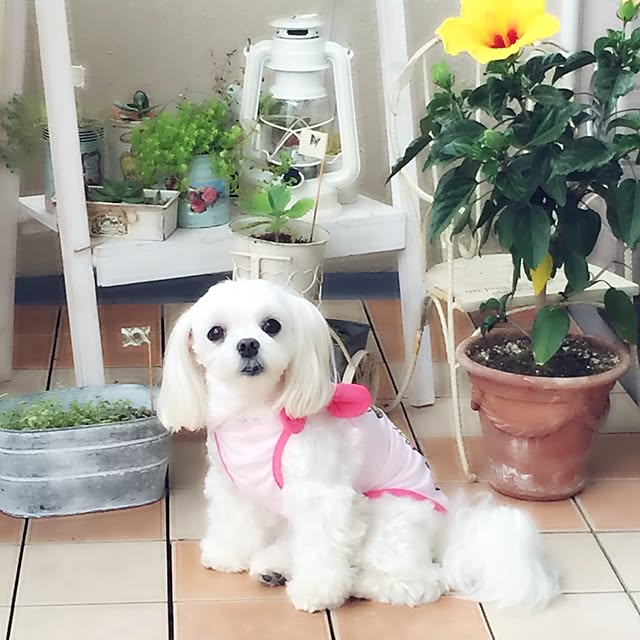 Sonokoさんの実例写真