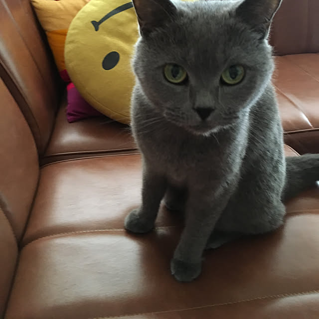 ikettenさんの実例写真