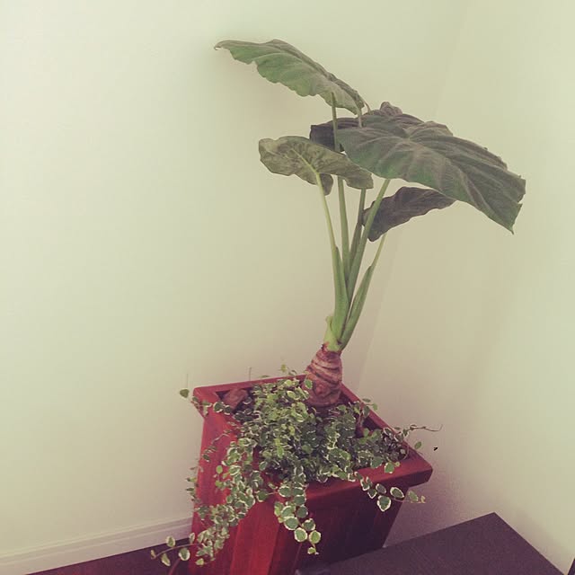 goronauzerさんの実例写真