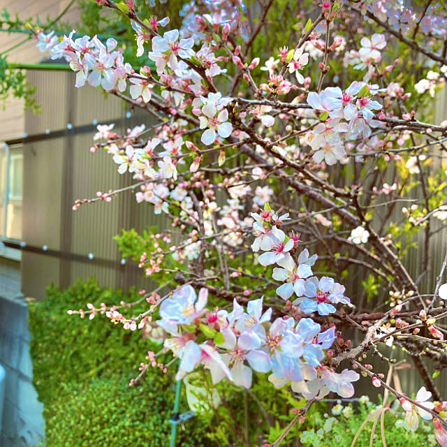 takakoさんの実例写真
