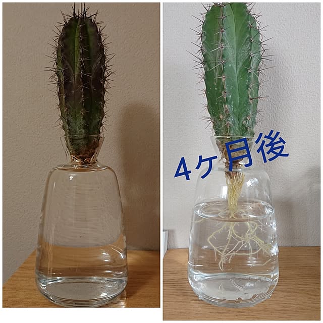 otokiさんの実例写真
