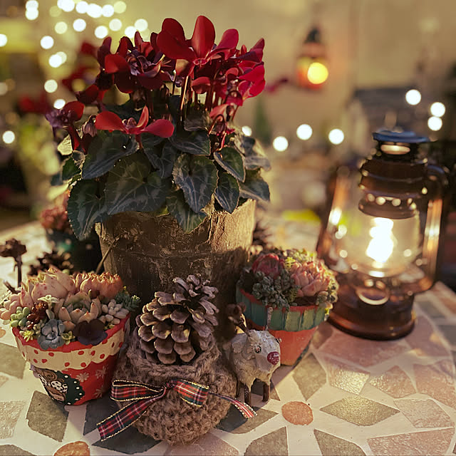 クリスマス/植物のある暮らし/多肉植物/ガーデニング/多肉植物のある暮らし...などのインテリア実例 - 2022-12-25 18:07:12