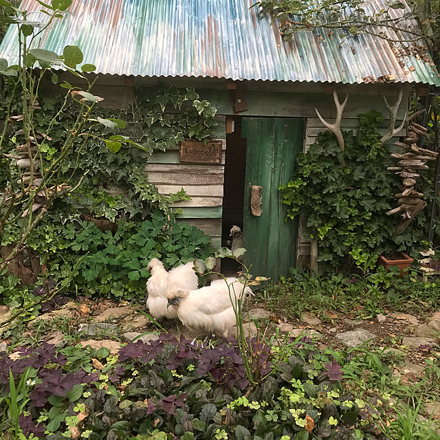 pepeさんの実例写真