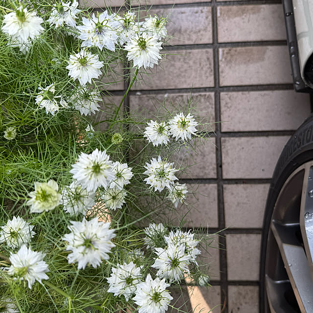 mamizaさんの実例写真