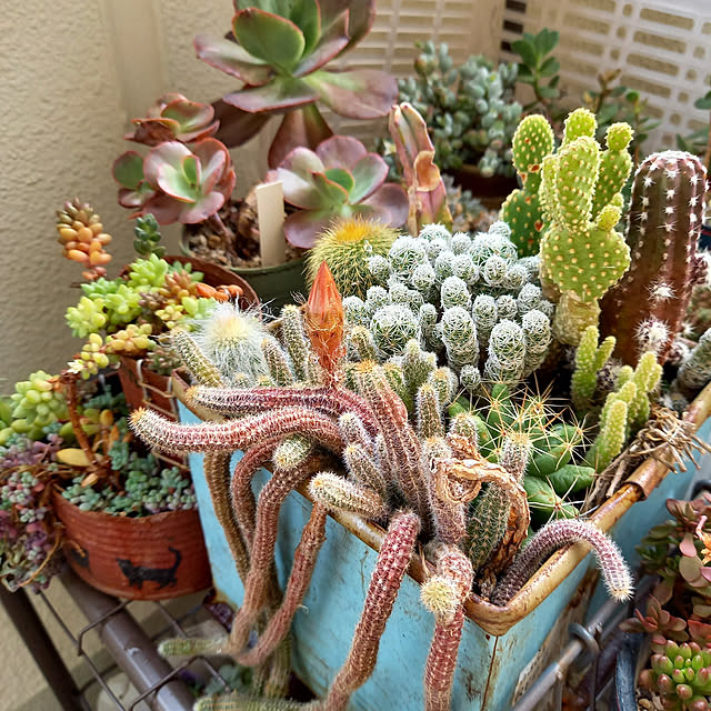 多肉植物カット苗寄せ植えに!|その他 多肉植物カット苗寄せ植えに!|その他