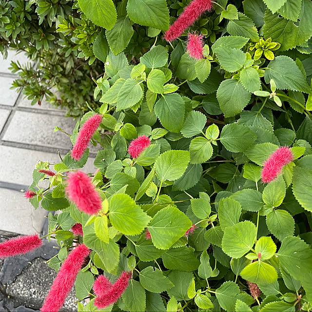 mamizaさんの実例写真