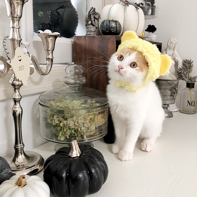 yuchiさんの実例写真
