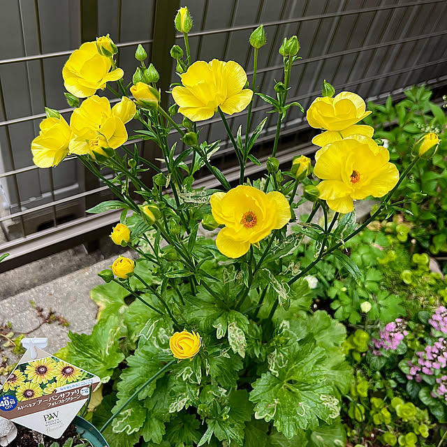 hinamamaさんの部屋