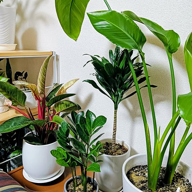 hanachanさんの部屋