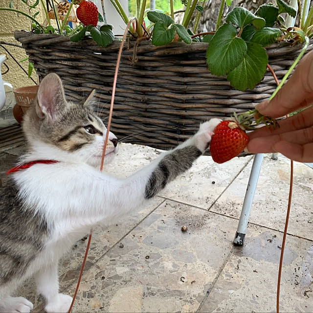 chamさんの実例写真