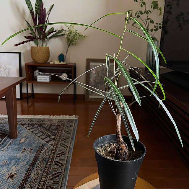 miyamiyaさんの部屋