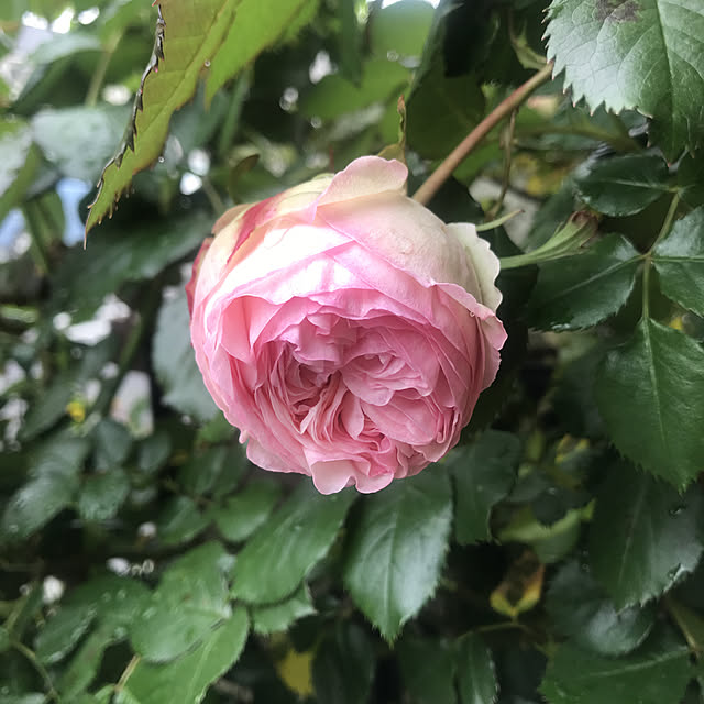 asako.10さんの実例写真