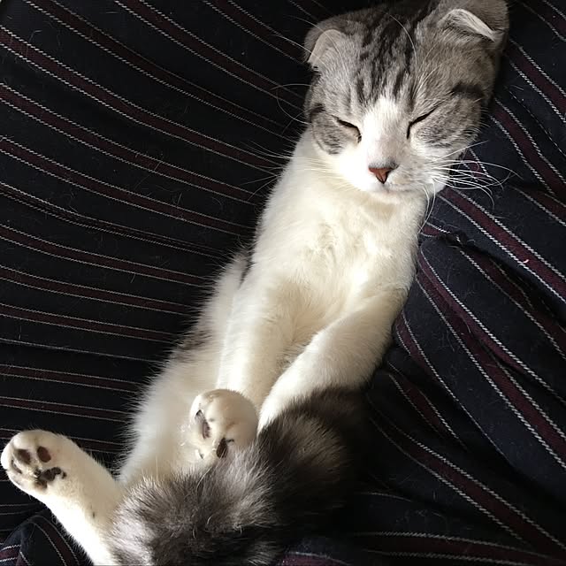 tomommyさんの実例写真