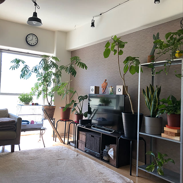 plants.fjkさんの実例写真