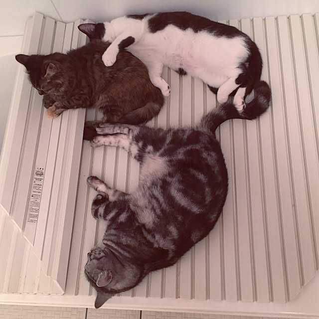mikomaruさんの実例写真