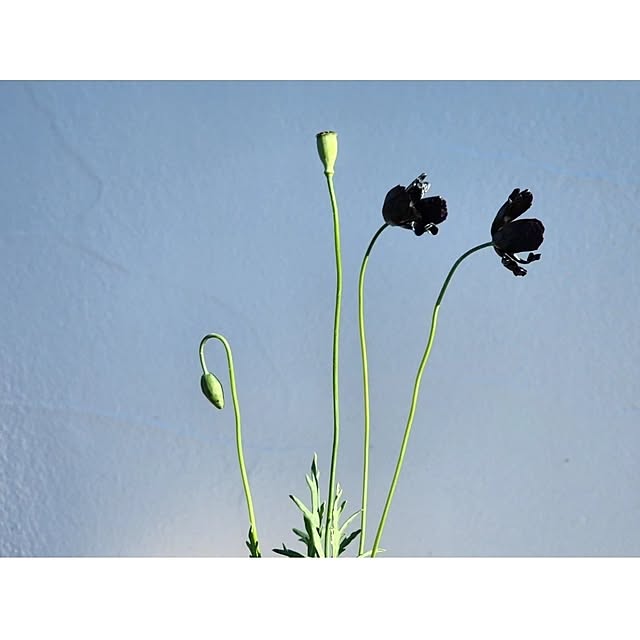 chiii13さんの部屋