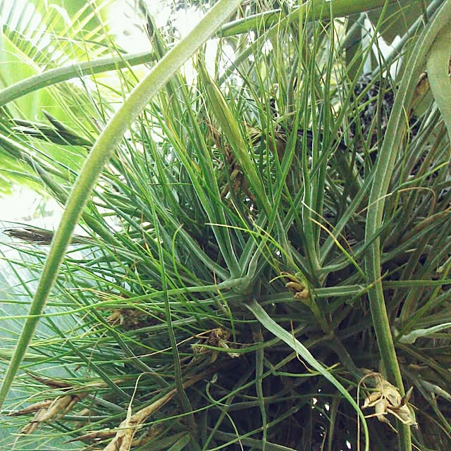 Plantexhibitionhallさんの実例写真