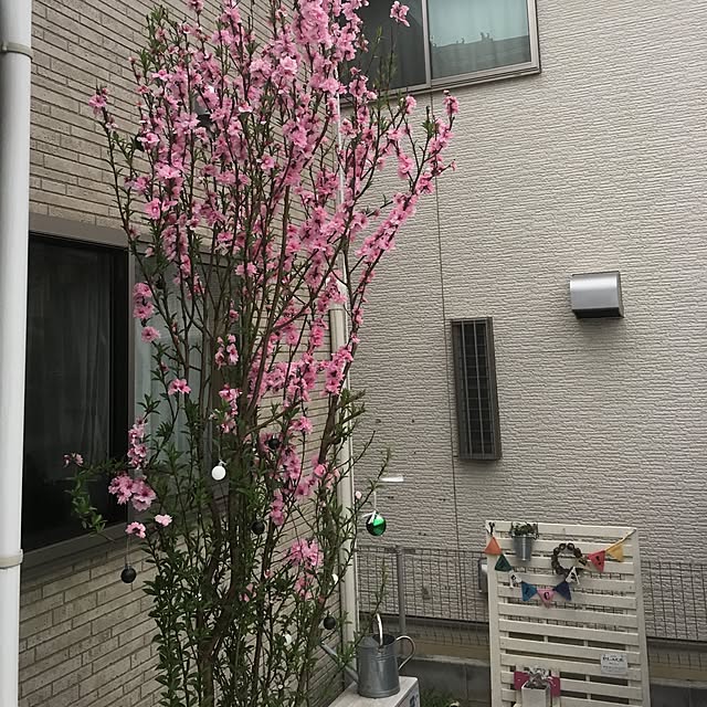 Mikaさんの実例写真
