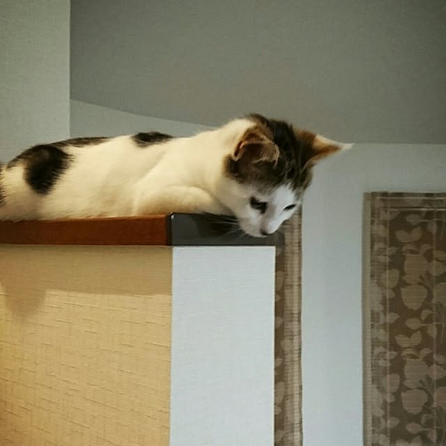 akikoさんの実例写真