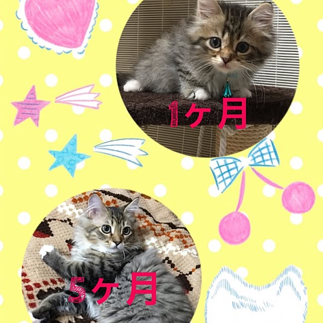 CATさんの実例写真