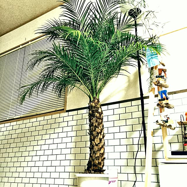unoさんの実例写真