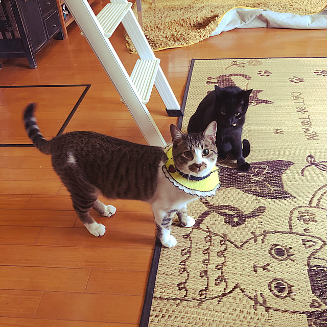 jijiさんの実例写真