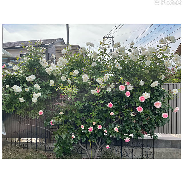 cheeさんの実例写真