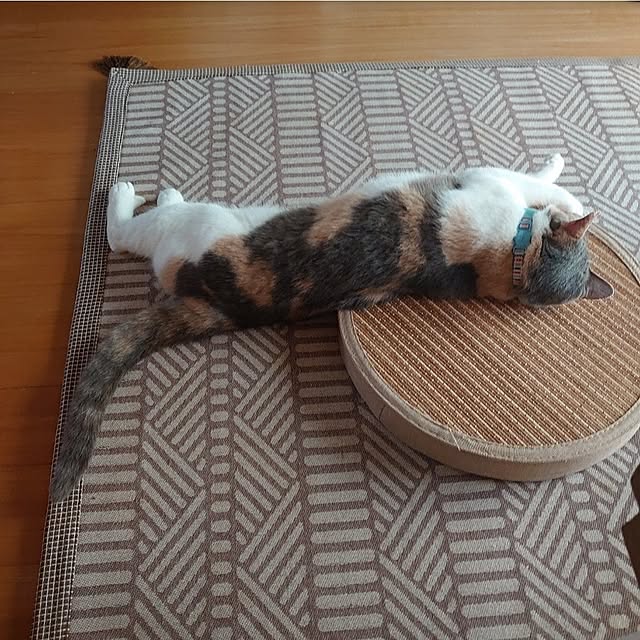 fukuさんの実例写真