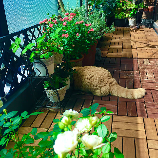 naokoさんの部屋