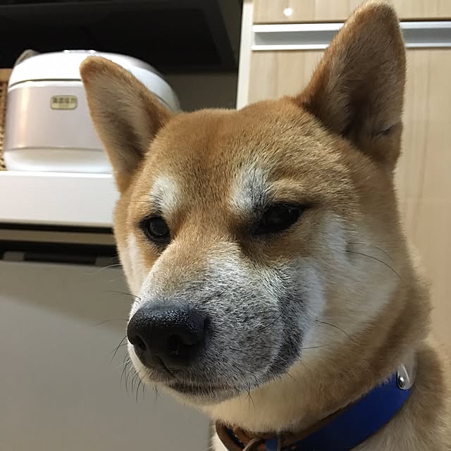 kotaさんの実例写真