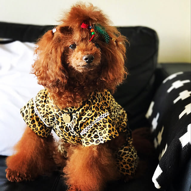 yoshiさんの実例写真