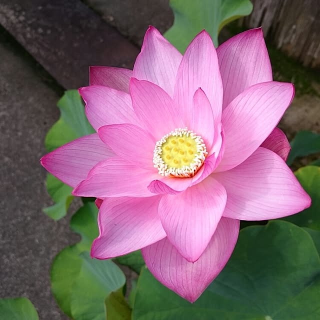 monblanさんの実例写真
