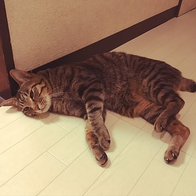 shigimiさんの実例写真