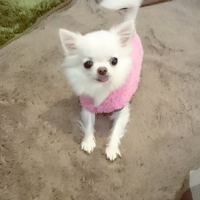 momokasanさんの実例写真