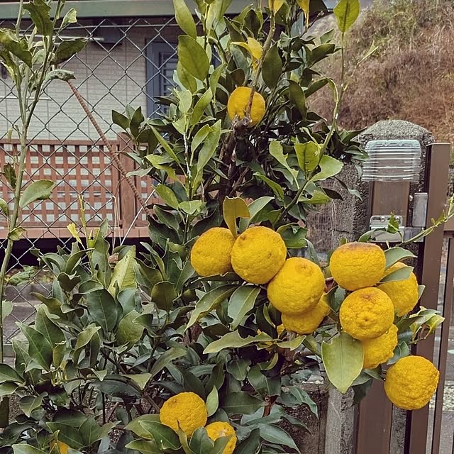 ku-garnet18さんの実例写真