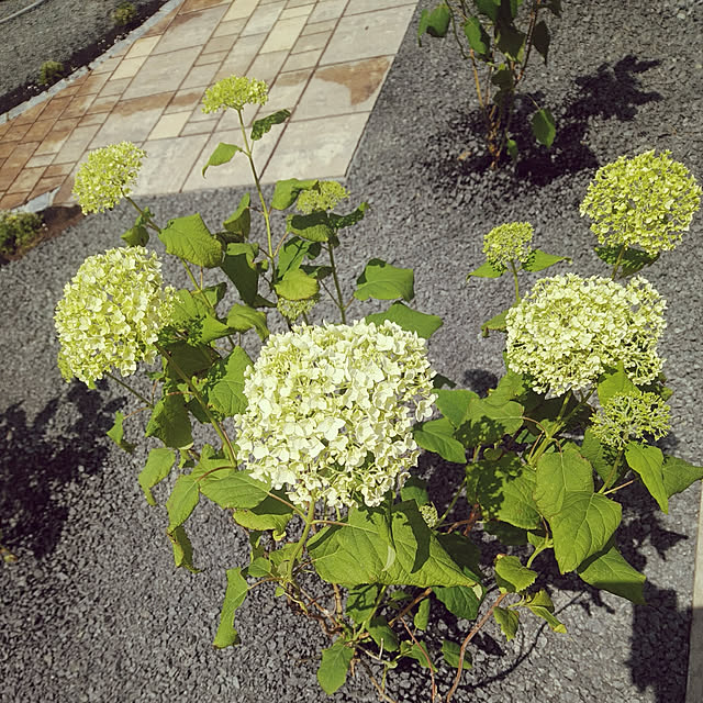 papiさんの実例写真