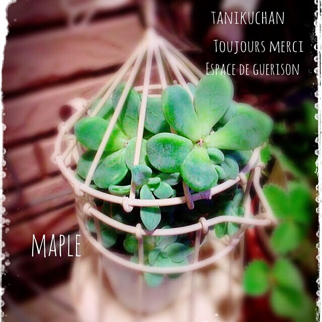 mapleさんの実例写真