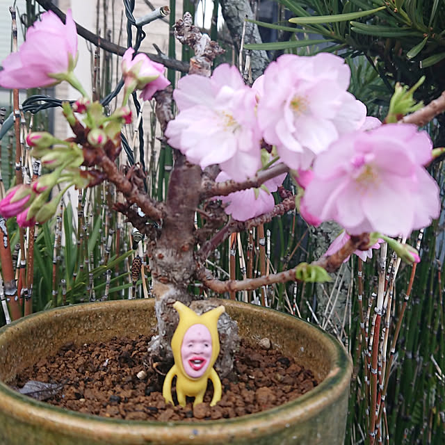 Yukittyさんの実例写真