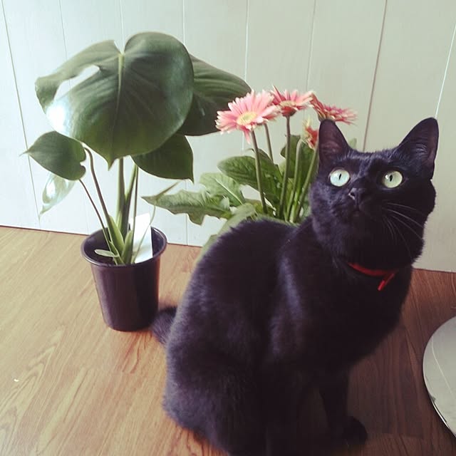 kuuaさんの実例写真