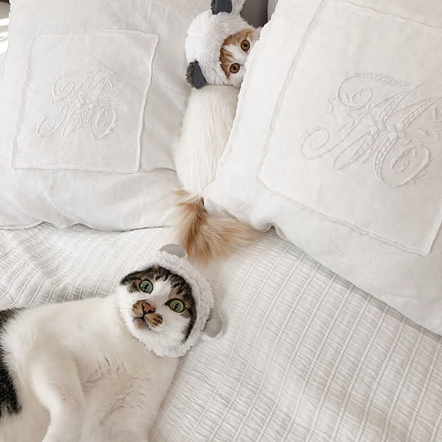 yuchiさんの実例写真