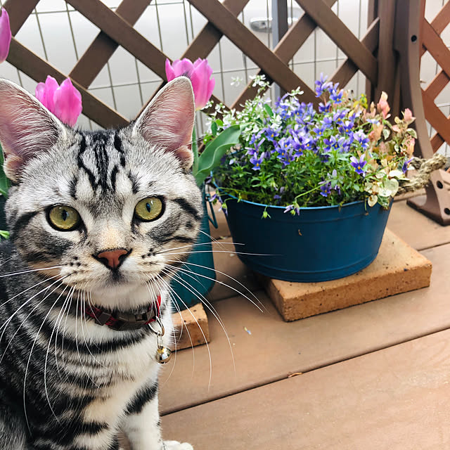 wannwann_dogcafeさんの部屋