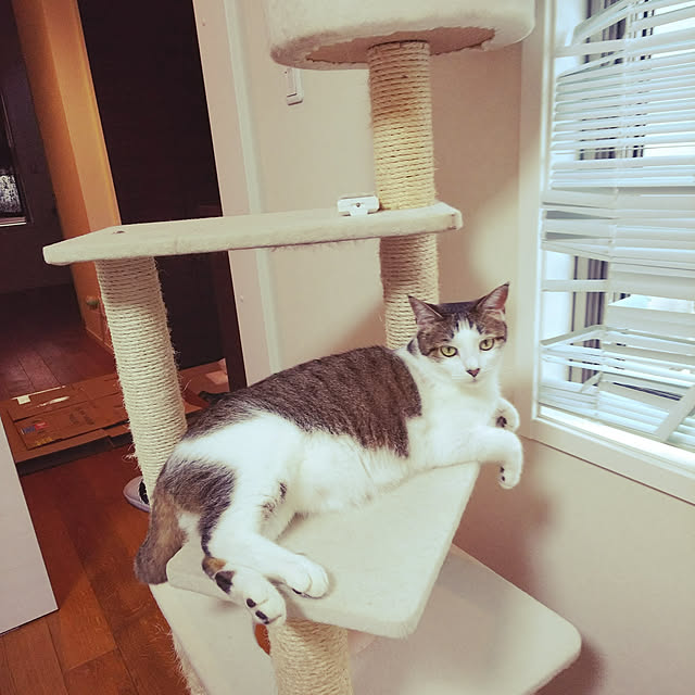 実例写真