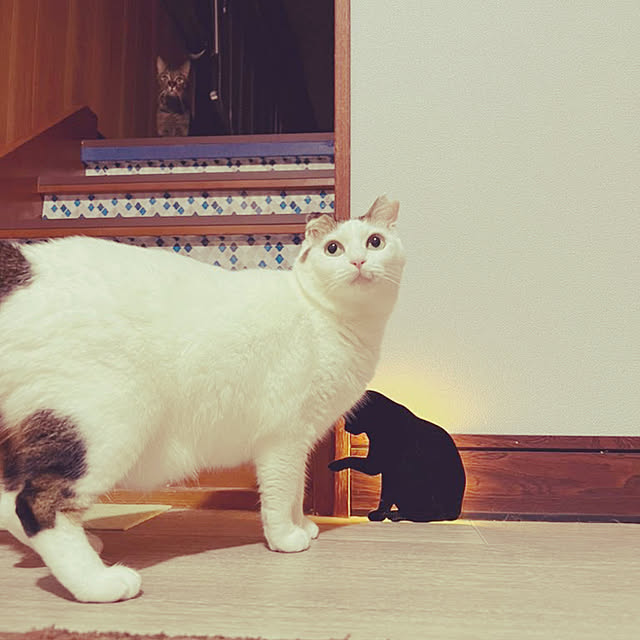 cat5さんの実例写真