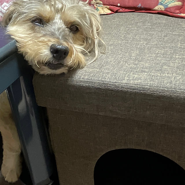 Annieさんの実例写真