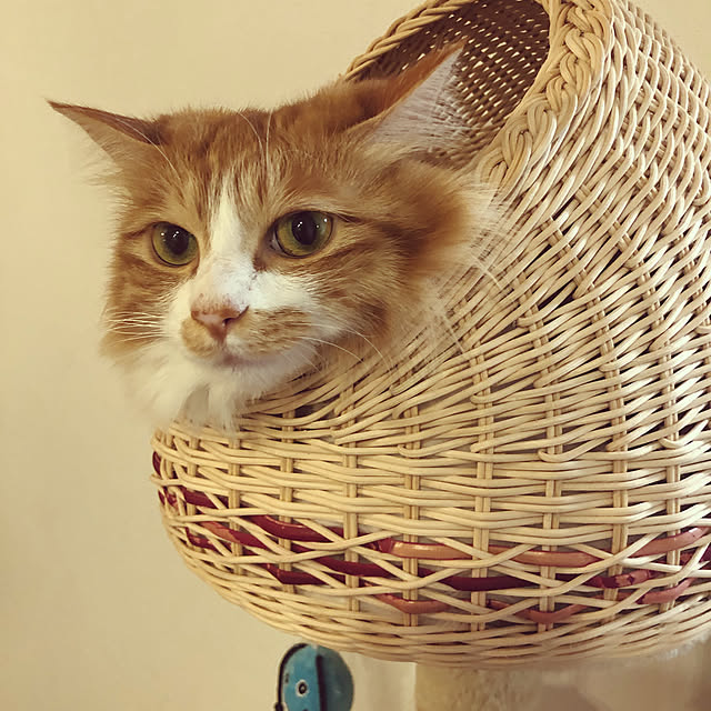 Asukaさんの実例写真