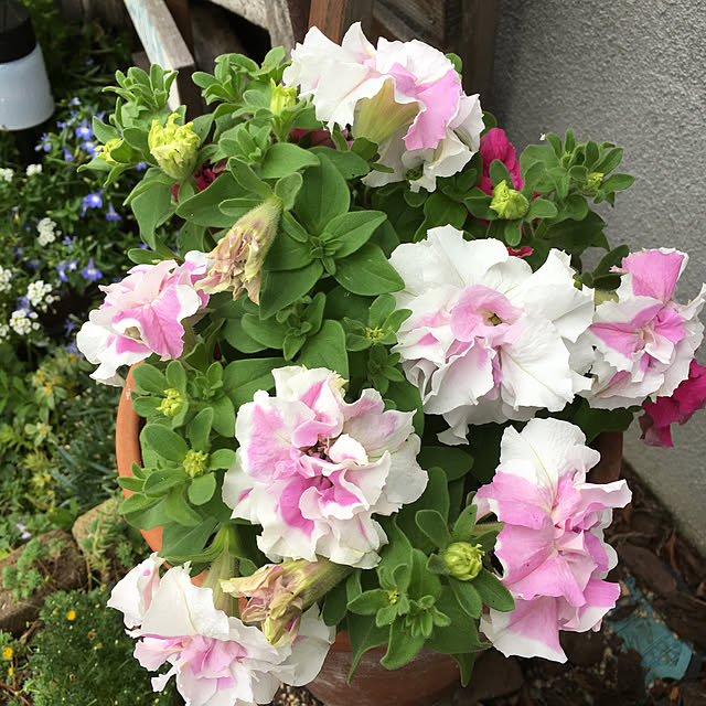furu.さんの実例写真