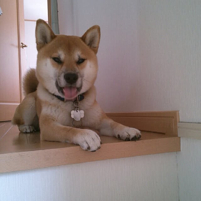 kotaさんの実例写真